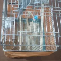 فروش ۲ عدد نر و ماده عروس هلندی باقفس بزرگ