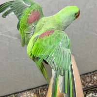 شاه طوطی کاملا دستی|پرنده|تهران, دریا|دیوار