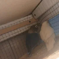 کوتوله|پرنده|یزد, |دیوار