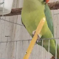 طوطی ملنگو باهوش