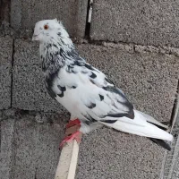 کبوتر پرشی|پرنده|لنگرود, |دیوار
