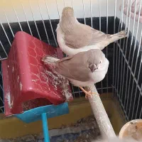 جوجه فنچ های زیبا