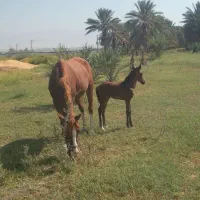 اسب مادیون با کره نر
