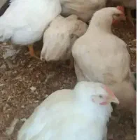 فروش مرغ زنده با دستگاه پرکن