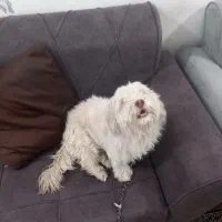 سگ معاوضه  با کفتر