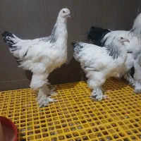 جوجه و نیمچه برهما دم تخم اصیل|حیوانات مزرعه|پیشوا, |دیوار