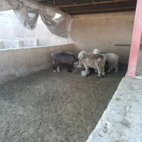 بره نر|حیوانات مزرعه|مرودشت, محمد آباد|دیوار