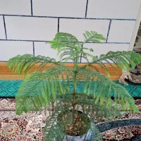 گل زیبای مناسب هدیه و دفتر کار و منزل|گل و گیاه طبیعی|فیروزآباد (فارس), |دیوار