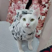 واگذاری رایگان گربه نر عقیم شده  dsh