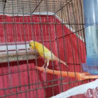 قناری نر سرخ