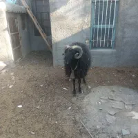 قوچ نژادکلکو5 ساله