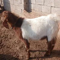 گوسفند دورگ