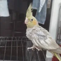 جوجه عروس هلندی