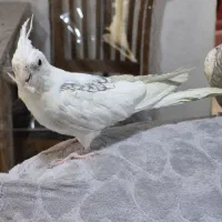 عروس هلندی البینو ودوکت