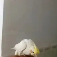 عروس هلندی دوماه دونخور نر