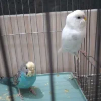 مرغ عشق|پرنده|پیرانشهر, |دیوار