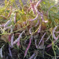 کاه لوبیا درجه یک