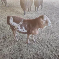 فروش بره نر سومالی