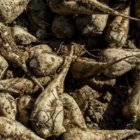 ۳ الی ۴ تن چغندر قند کیلو ۸۰۰۰