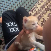 گربه|گربه|خوی, |دیوار