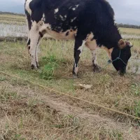 باسلام گاو هلیشتاین ۷ماه نیم حامله