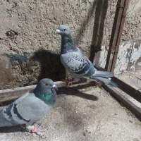 یک جفت سبز پلاکی|پرنده|مرودشت, پشت سایپا‎|دیوار