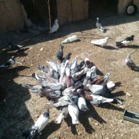 کفتر یا کبوتر|پرنده|قم, شهرک امام حسین|دیوار