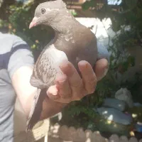 جوجه کبوترهای زیبا|پرنده|رشت, آب و برق|دیوار