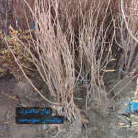 پسته پیوندی / صنوبر / انگور ایرانی|خدمات باغبانی و درختکاری|رشت, پیرکلاچای|دیوار