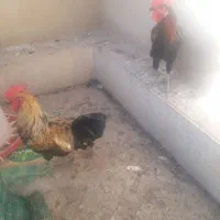سلام‌دوعدد‌خروس‌محلی‌‌‌۱۵۰۰۰۰۰