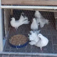 کبوتر سفید دم چتری پر پا
