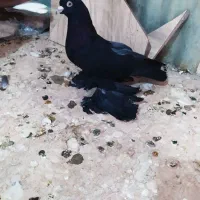 کبوتر واکسی قره