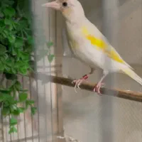 سهره سفید دارابی. نر متولد قفس