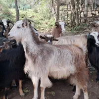 بز جوان ۱ ساله حدود ۴۰ کیلویی گوسفند