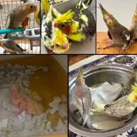 جوجه ۴۰ روزه عروس هلندی دون خور سرحال دستی و رام