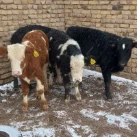 گوساله نر|حیوانات مزرعه|بوئین زهرا, |دیوار