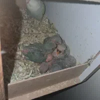 پرنده طوطی برزیلی سرلاکی