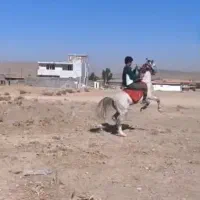 اسب عربی سفید درجه یک|اسب و تجهیزات اسبسواری|الیگودرز, |دیوار