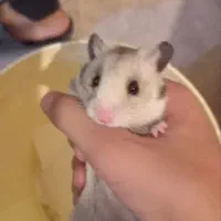 همستر سوری فقط همه باهم|موش و خرگوش|قم, پشت انبار نفت|دیوار