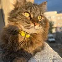 گمشده با مژدگانی خوب