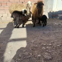 دو عدد گوسفند دامازدخ|حیوانات مزرعه|ارشق, |دیوار