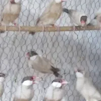 فنچ جاوا شکلاتی