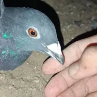 کبوتر پلاکی|پرنده|شیراز, شهدای شهرک سعدی|دیوار