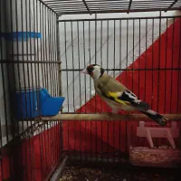 قناری و سهره|پرنده|رشت, پل تالشان|دیوار