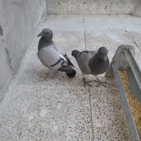 جوجه پلاکی