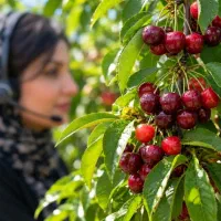 نهال آلبالو گیلاسی، مقاوم به سرما و لیبل‌دار