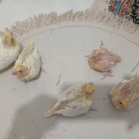 فروش ۴عددبچه عروس هلندی