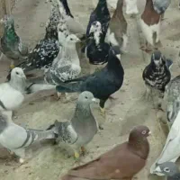 کبوتر|پرنده|شیراز, نصر|دیوار