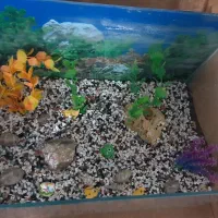 آکواریوم شیشه خم|ماهی|پرند, فاز ۲|دیوار