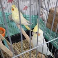 فروش جفت عروس هلندی